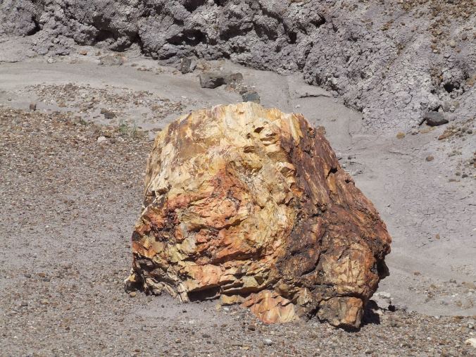 petrified forest (68)